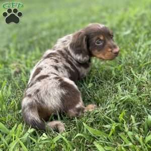 Stewart, Dachshund Puppy